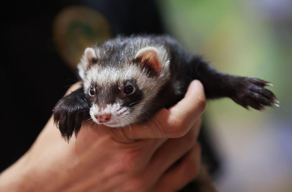 A domesticated ferret on display at the Wild World exhibit at the Natural History Museum of Utah in Salt Lake City on Wednesday. Wild World: Stories of Conservation & Hope brings museumgoers up close and personal with 12 species.