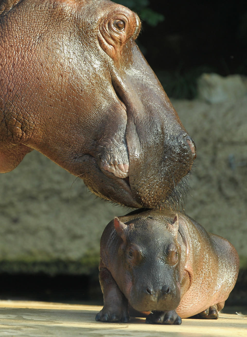 Baby Hippopotamus Presentation At Berlin Zoo