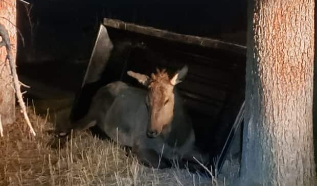 Fyten says that after they haul an elk to shore, they sometimes use a plastic toboggan to hold it on its side in a sternal position. He says this allows them to breathe more normally and helps to not promote bloating.