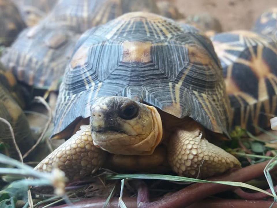 The radiated tortoises were found in a house in Madagascar: Turtle Survival Alliance