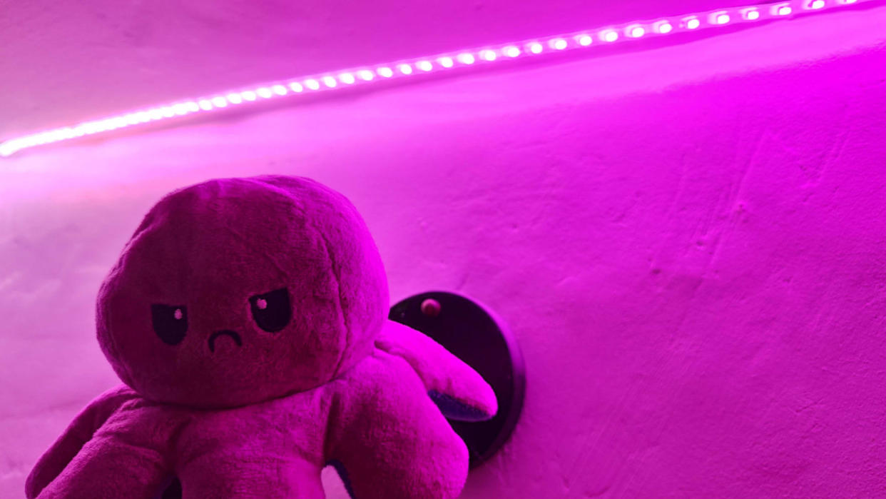  An octopus under a smart light. 