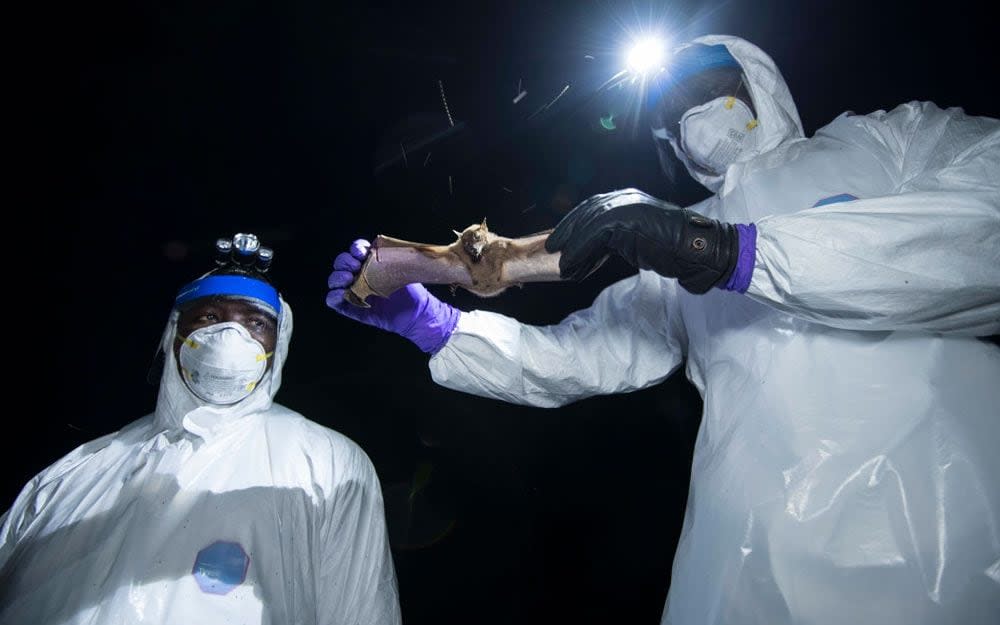 Virus hunters work in Sierra Leone 2018, taking samples from bats in an attempt to identify new pathogens with pandemic potential - Simon Townsley