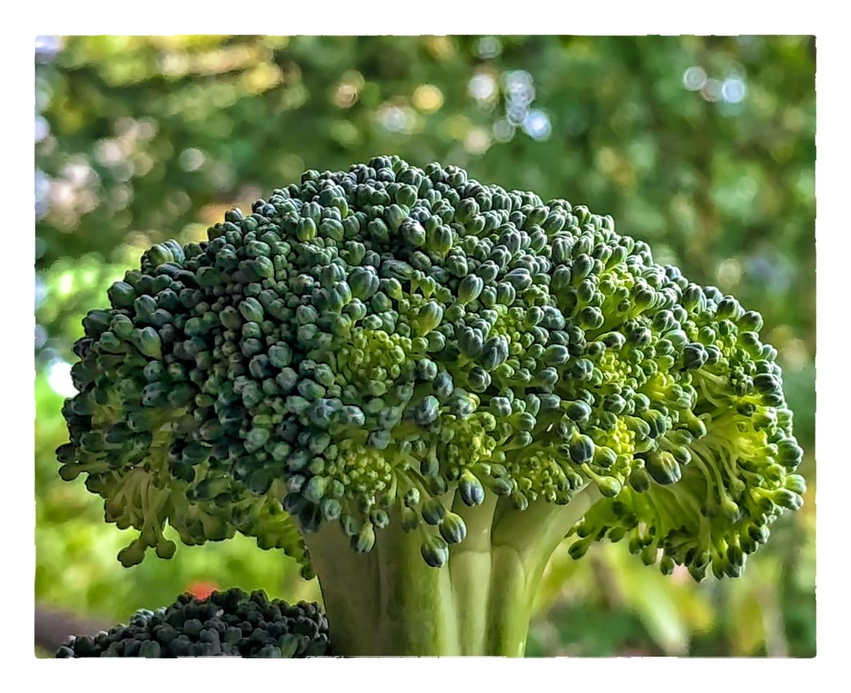 Fresh stem of broccoli