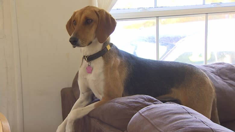 P.E.I. family gives neglected hounds a second chance