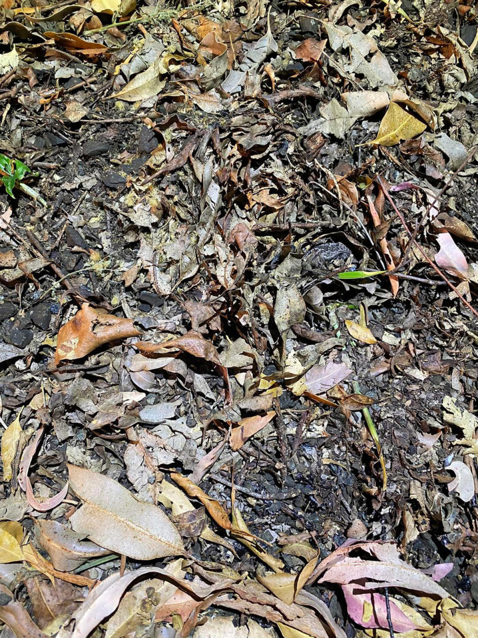 Death adder camouflaged amongst leaves and loose soil