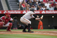 San Francisco Giants' Brandon Belt drives in a run on a squeeze play during the first inning of a baseball game against the Los Angeles Angels Tuesday, June 22, 2021, in Anaheim, Calif. (AP Photo/Marcio Jose Sanchez)