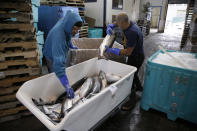 In this photo taken Monday, July 22, 2019, Mark Adams, right, unloads chinook salmon inside a cooperative at Fisherman's Wharf in San Francisco. California fishermen are reporting one of the best salmon fishing seasons in years, thanks to heavy rain and snow that ended the state's historic drought. A marine scientist with California’s fish and wildlife agency says commercial catches have so far surpassed official preseason forecasts by roughly 50 percent. (AP Photo/Eric Risberg)