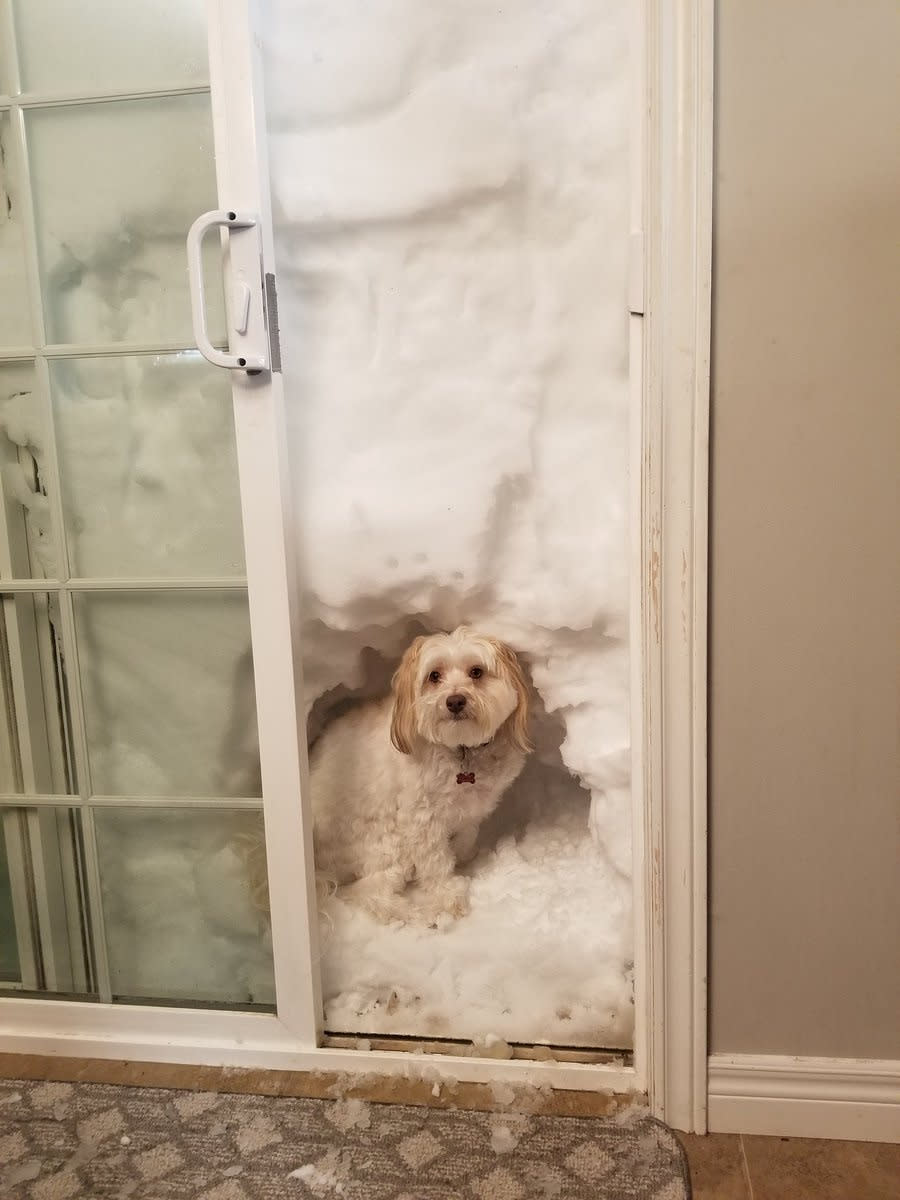 A dog sits in snow covering the entrance to a house in Paradise, Newfoundland, Canada January 18, 2020, in this image obtained from social media. Kim Porter/via REUTERS