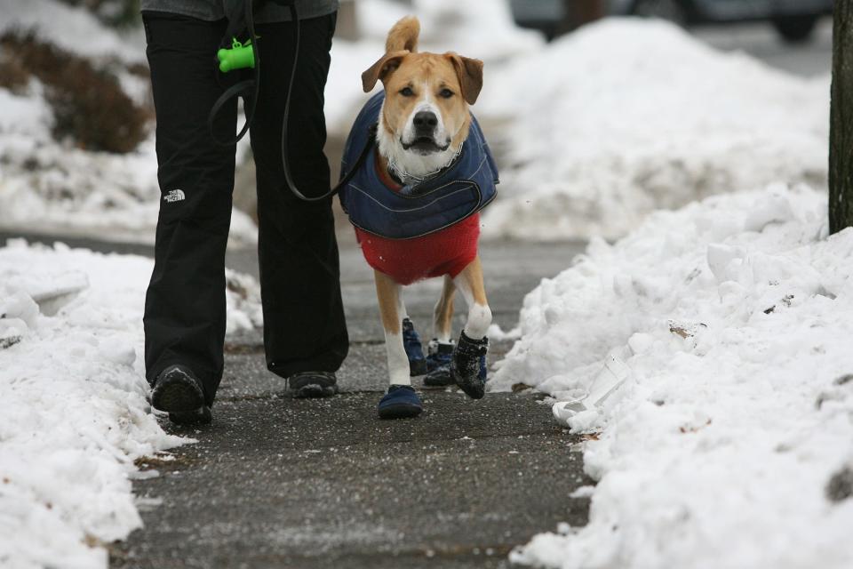 Weather Enterprise.  Kristen Agle of Hawthorne walks her dog Fenley 2, protected from the cold, rain and salt with a sweater, weatherproof vest and boots January 5, 2014.