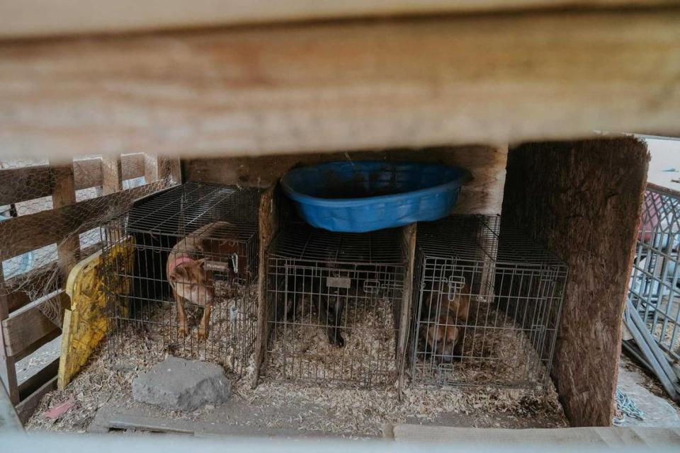 The Turlock Police Department seized 73 dogs as part of an investigation into possible dog fighting and animal cruelty on Thursday, March 28, 2024. Turlock Police Department