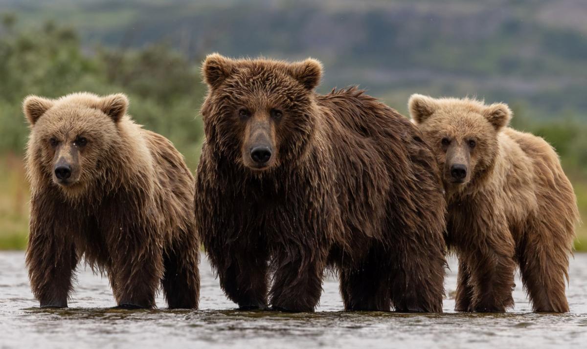Brown bears vie with wolves for food
