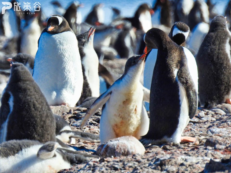 人類最遙遠的凈土 - 南極，也是屬於企鵝的天堂         