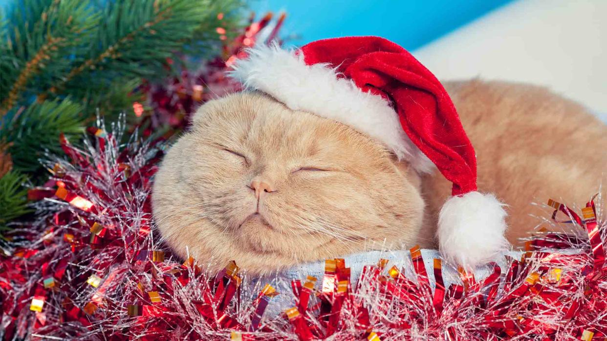 How the holidays could kill your house pets