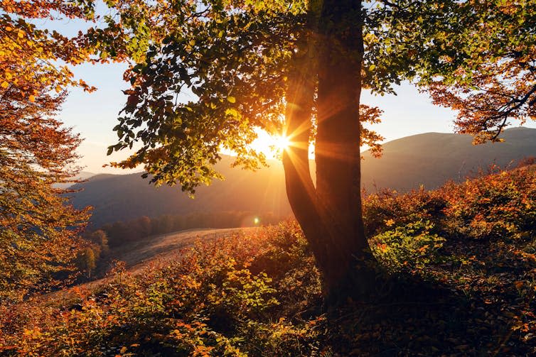 The sun shines through a gap in a tree at dusk.