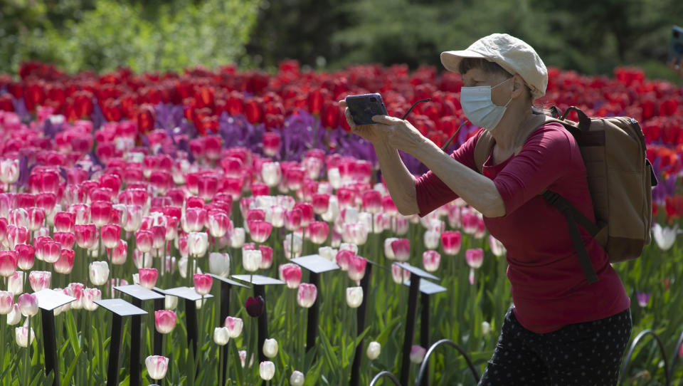 A woman stops to take a photo of blooming tulips near Dow's Lake Tuesday May 18, 2021, in Ottawa, Ontario. (Adrian Wyld/The Canadian Press via AP)