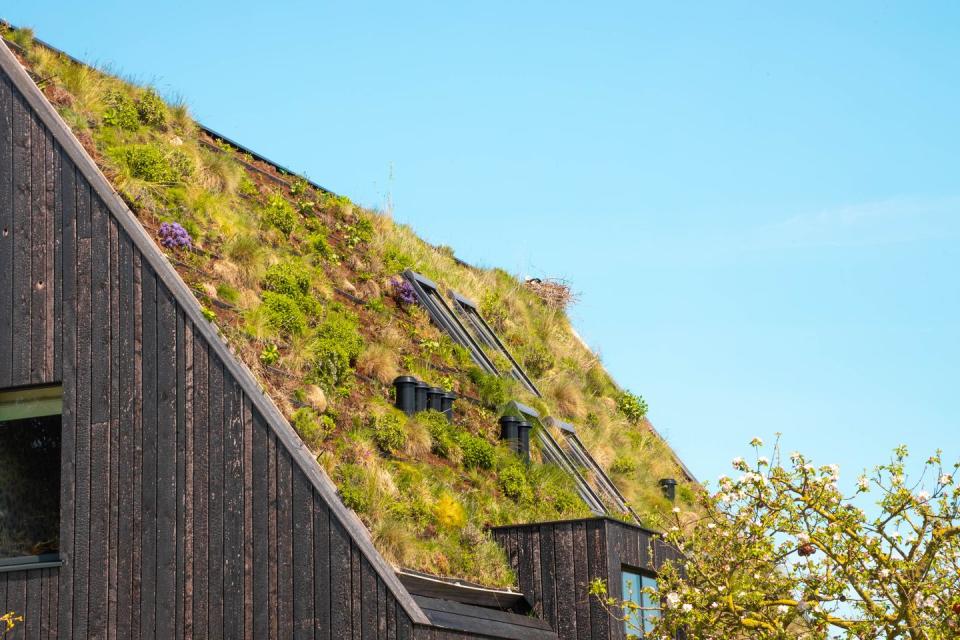 what is a green roof