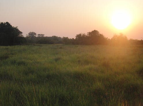 <span class="caption">Grassland in Uganda.</span> <span class="attribution"><span class="source">Luke Dunning</span>, <span class="license">Author provided</span></span>