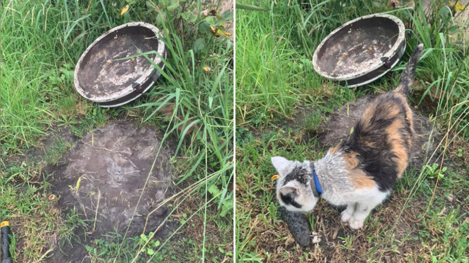 The missing cat was found under a cement pot in a neighbour's yard.