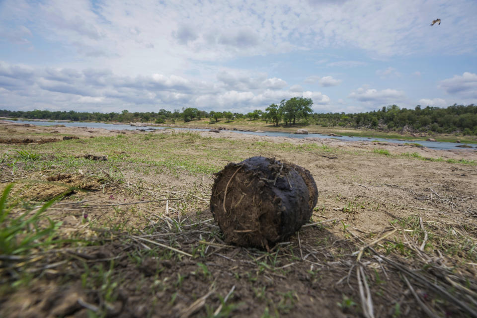 Elephant dung is seen on the banks of the Mwenezi river in Gonarezhou National Park, Sunday, Oct. 29, 2023. In Zimbabwe, recent rains are bringing relief to Gonarezhou, the country's second biggest national park. But elsewhere in the wildlife –rich country, authorities say climate change-induced drought and erratic weather events are leading to the loss of plants and animals. (AP Photo/Tsvangirayi Mukwazhi)