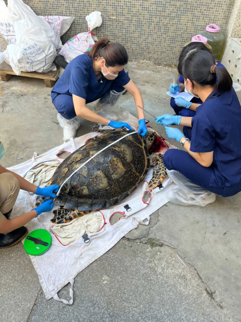 全台唯一圈養海龜猝死。