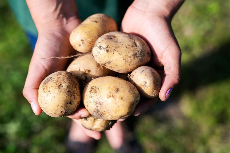 Potatoes freshly pulled