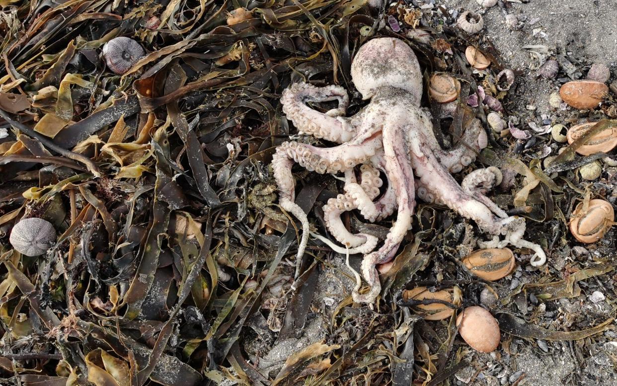 Dead marine animals have been cast ashore in Russia's Kamchatka Territory. - Anna Strelchenko/TASS via Getty Images