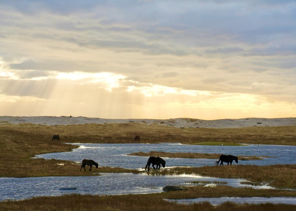 Sable Island horses graze by the shore at sunset. <em>CREDIT: Michelle Shero/ ©Woods Hole Oceanographic Institution.</em>
