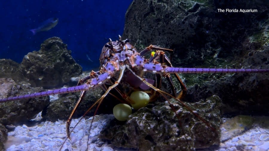 Courtesy: The Florida Aquarium