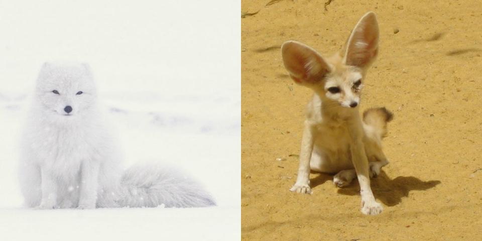 The large ears of a fennec fox would be a liability in a cold climate like where the arctic fox lives. <a href="https://unsplash.com/photos/yQIxNTQzFJw" rel="nofollow noopener" target="_blank" data-ylk="slk:Jonatan Pie/Unsplash and Kkonstan/Wikimedia Commons;elm:context_link;itc:0;sec:content-canvas" class="link ">Jonatan Pie/Unsplash and Kkonstan/Wikimedia Commons</a>, <a href="http://creativecommons.org/licenses/by/4.0/" rel="nofollow noopener" target="_blank" data-ylk="slk:CC BY;elm:context_link;itc:0;sec:content-canvas" class="link ">CC BY</a>