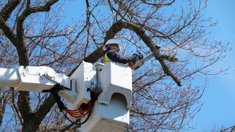 Modesto forestry division team member trims trees on 16th Street in Modesto, Calif., Thursday, March 14, 2024.