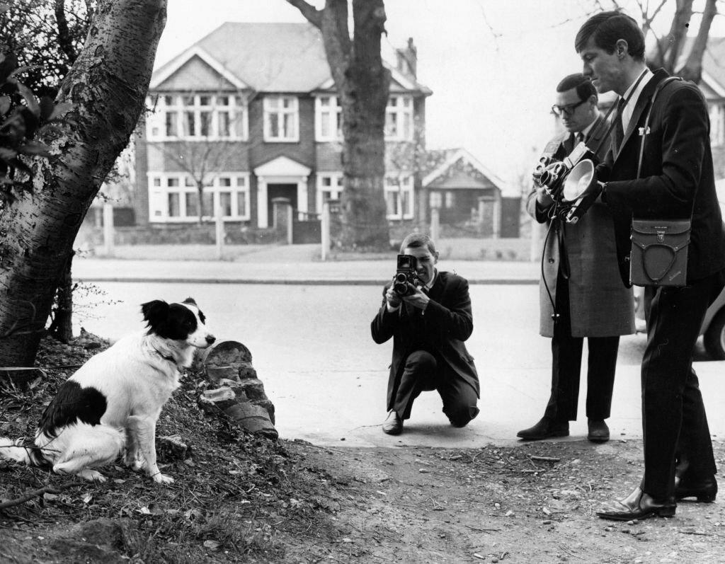 https://www.gettyimages.co.uk/detail/news-photo/photographers-take-photographs-of-pickles-the-dog-who-news-photo/2642588