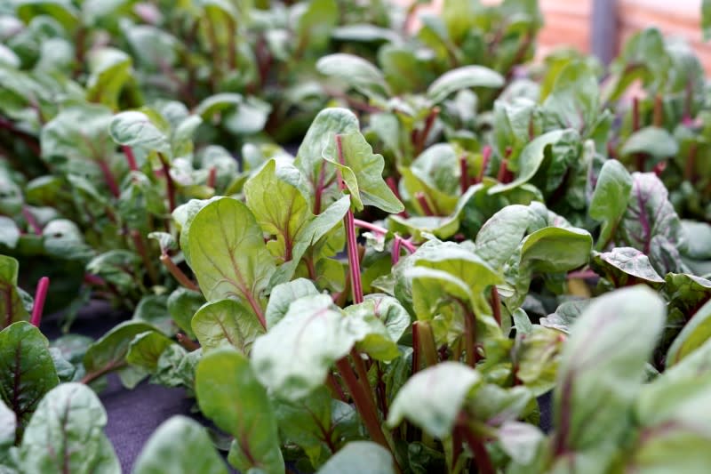 Spinach leaves grow on Carrie Chlebanowski's farm in Alex