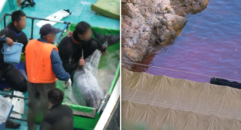 Men on the back of a skiff hold down the white dolphin (left). A tarpaulin hides the slaughter. The water in the cove is red (right). 