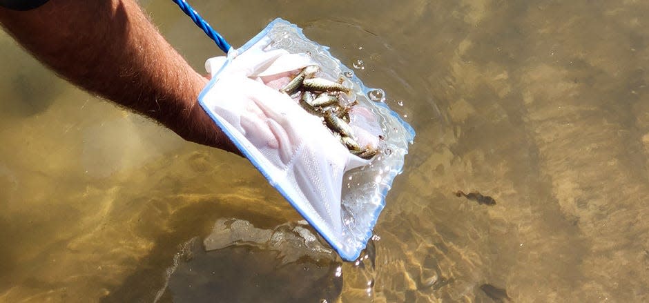 A batch of shoal bass fingerlings are released May 10 into the Chipola River. The species is one of four native types of black bass in Florida.