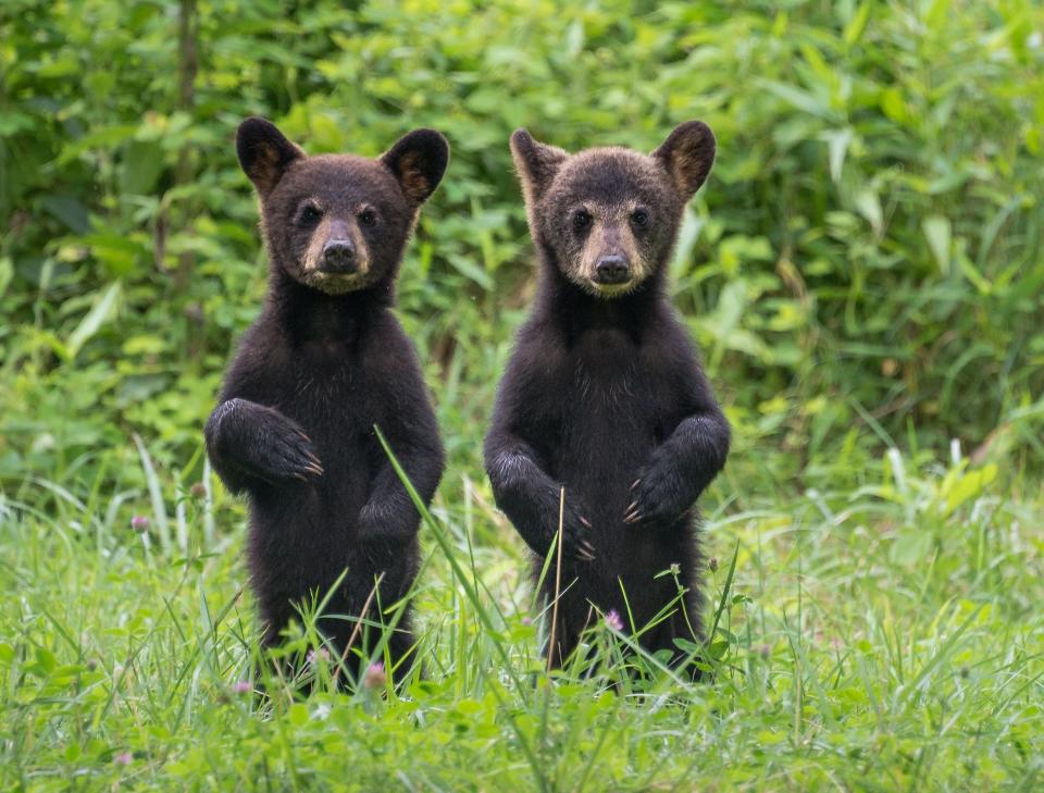 (Photo: W. Drew Senter, Longleaf Photography via Getty Images)