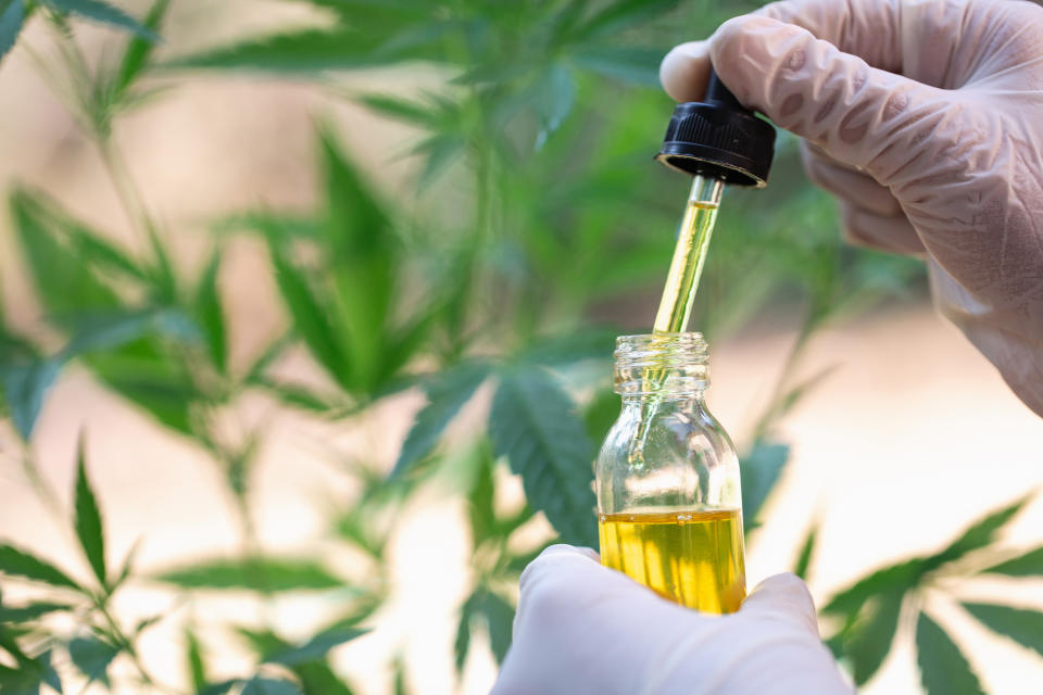 Gloved pair of hands holding a vial of cannabidiol oil with a dropper, with hemp plants in the background.