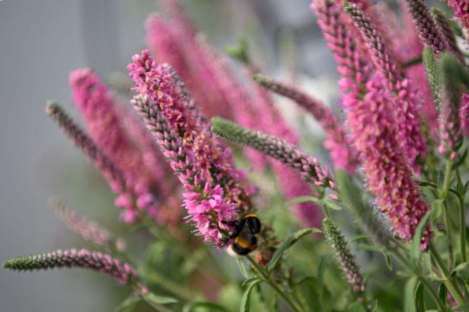 chelsea flower show winners