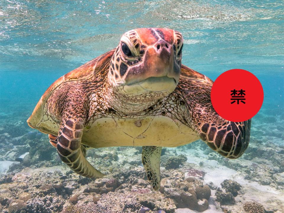 <p>2020搞笑野生動物攝影獎的冠軍由海龜高票當選（圖／Sesbastian Hart）</p>
