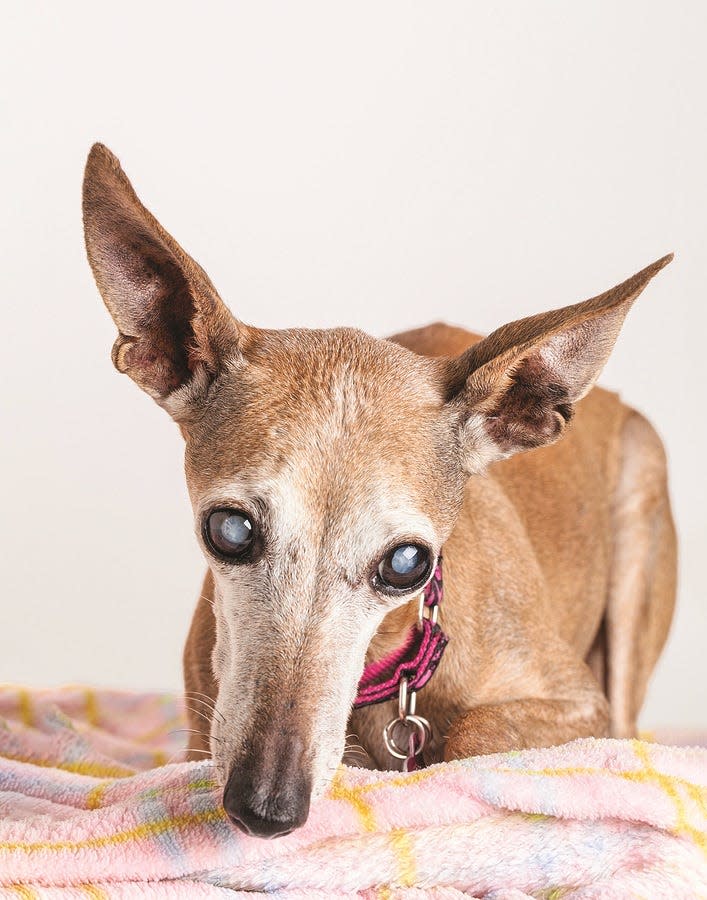 Cataracts are a common cause of vision loss in older dogs, but they usually don’t require surgical removal unless the dog is having trouble getting around.