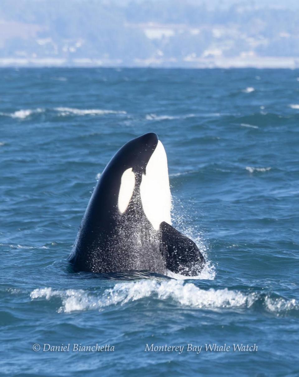 One of the youngest whales was spotted breaching, the agency said.