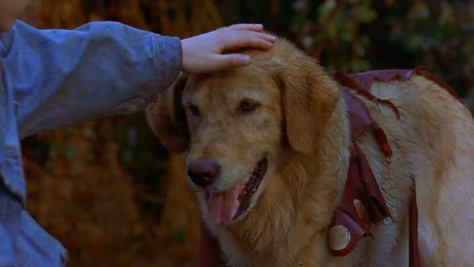 <p> Air Buddy from the <em>Air Bud </em>series is my dream dog. Athletic and, what's better, a Golden Retriever-- the type of dog that I've always wanted for years. There were plenty of movies in this franchise, so there are even <em>more </em>puppies and dogs to love, but I have to say the original beats every other. </p>