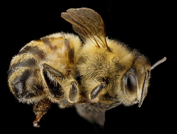 A honey bee, <i>Apis mellifera</i>. This bee was collected in Beltsville, Md.