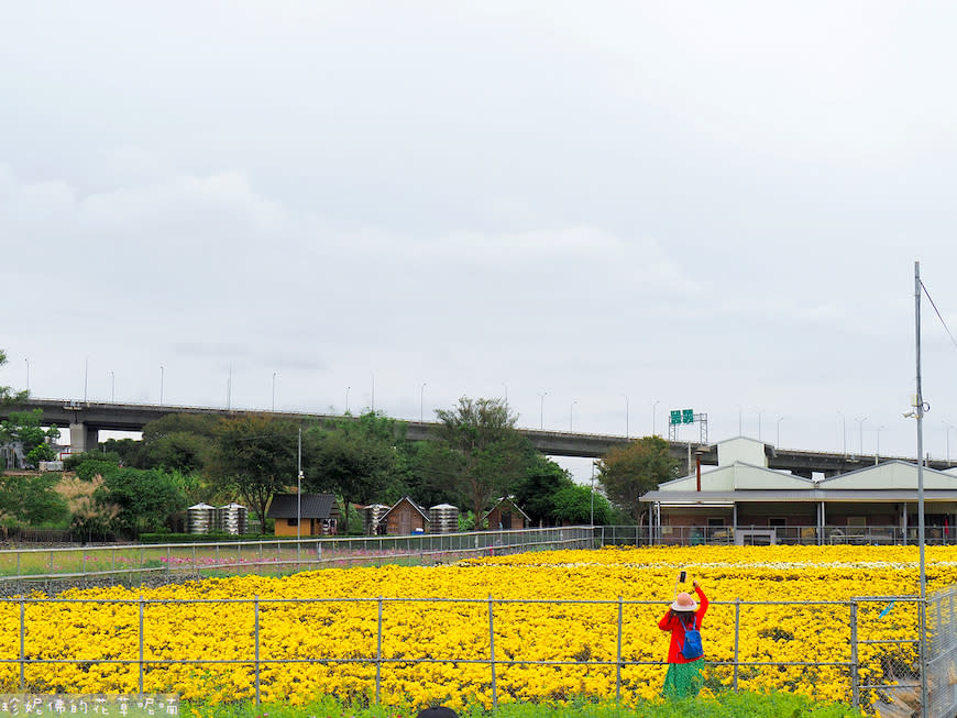 2023銅鑼杭菊芋頭節