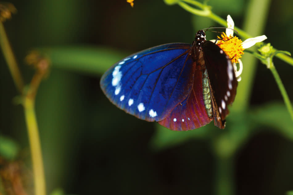 雲林縣林內鄉2021紫斑蝶季今（27）天登場。   圖：取自蝴蝶生態網網站