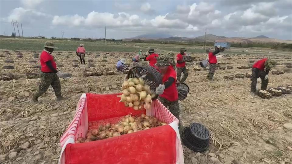 恆春半島洋蔥採收期　國軍每年助採洋蔥農民大讚