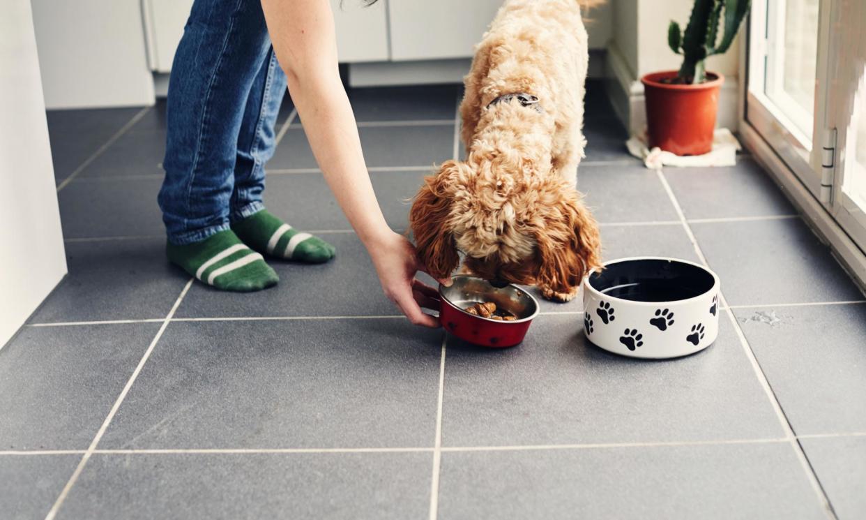 <span>It is thought there will be demand for cultivated pet food, as animal lovers face a dilemma about feeding their pets meat from slaughtered livestock.</span><span>Photograph: Sally Anscombe/Getty Images</span>