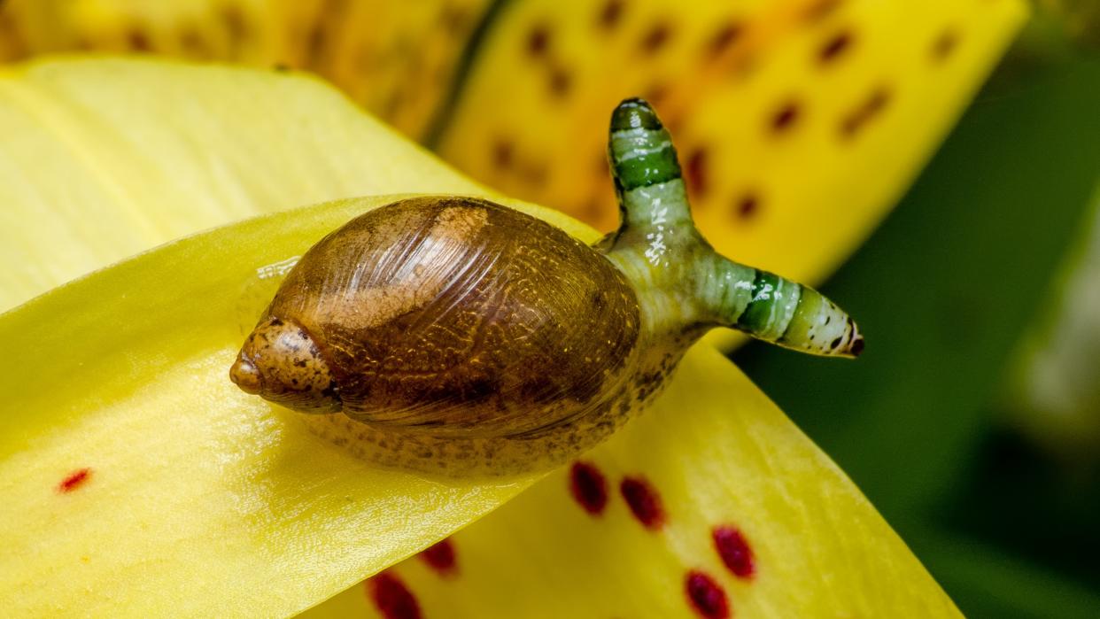  An amber snail with green stripy eyestalks infected with the Green-banded broodsac parasite sitting on a yellow petal . 
