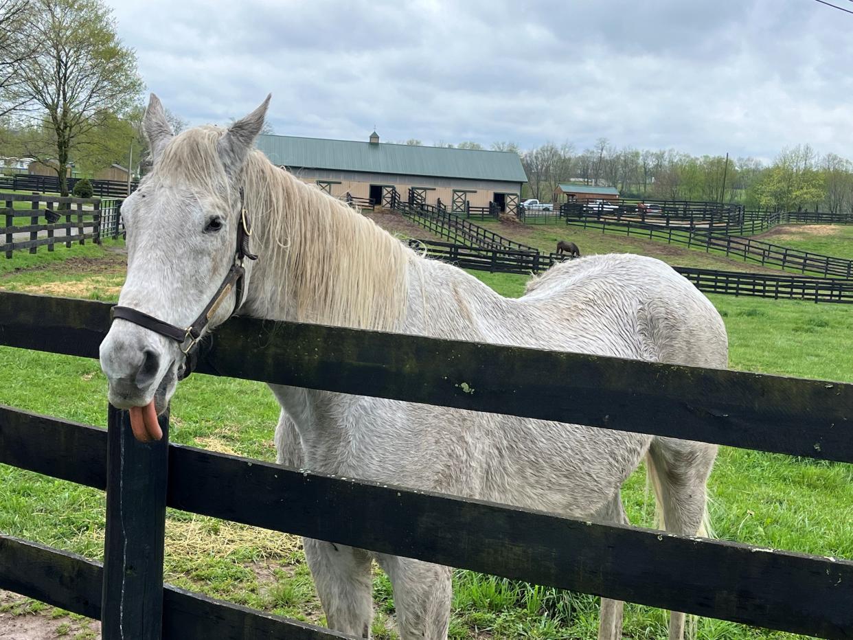 Silver Charm, the 1997 Kentucky Derby winner, is at age 30 the star attraction at Old Friends’ racehorse retirement farm in Kentucky.