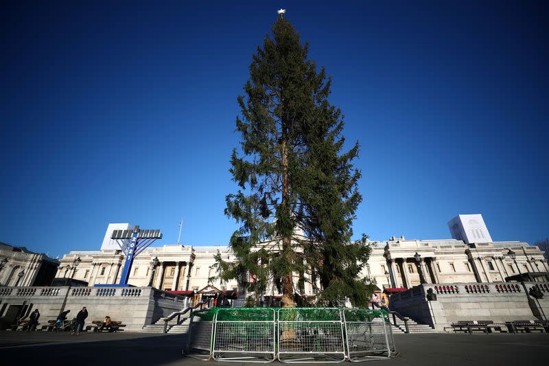 A view of the Trafalgar Square Christmas tree in London