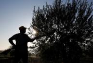 A worker harvests olives in an olive grove in Porcuna, southern Spain